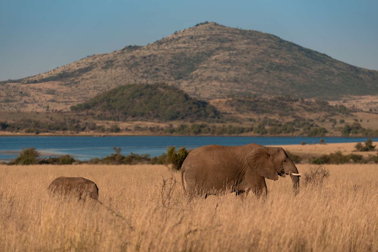 An African Bush Elephant and calf, Loxodonta africana, walking through grassy plains in the Pilanesberg National Park, South Africa