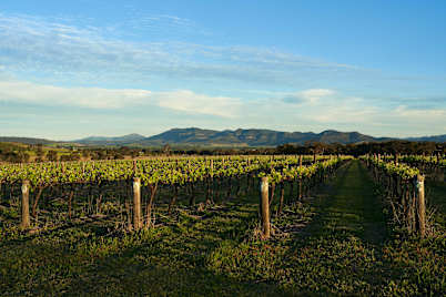 Hunter Valley Cruise
