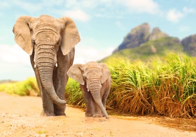 Africa