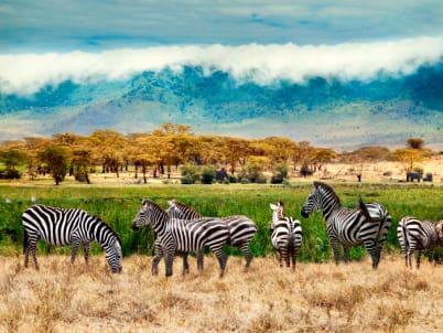 Ultimate Kenya & Tanzania Safari From £8599pp >