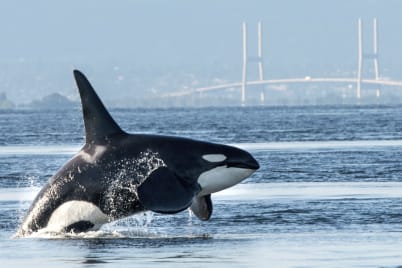 Whale Watching & Vancouver Stay