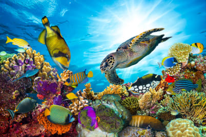 Australian Adventure With Great Barrier Reef From £2499pp >