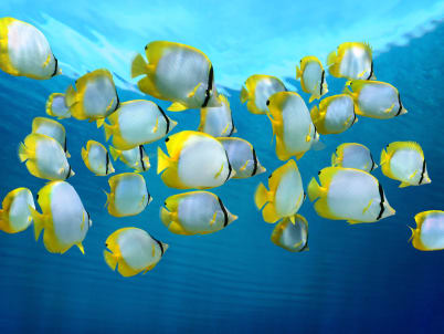 Ultimate Australia & New Zealand From £4299pp >